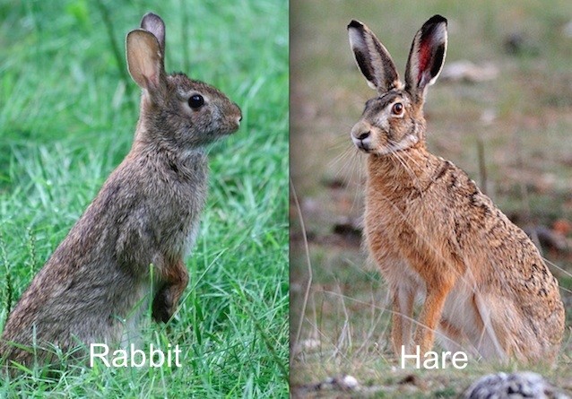 Le Lapin Vs Le Lievre Hopital Veterinaire Duvernay