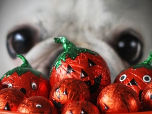 L'Halloween est une fête pour les enfants, pas les animaux!