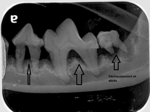 DENTISTRY MONTH