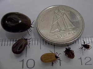 Lyme disease:  an explosion of cases in recent years!