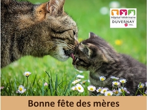 Bonne fête des Mères!