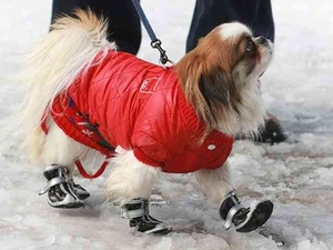 Les bottes pour chien, nécessité ou esthétique