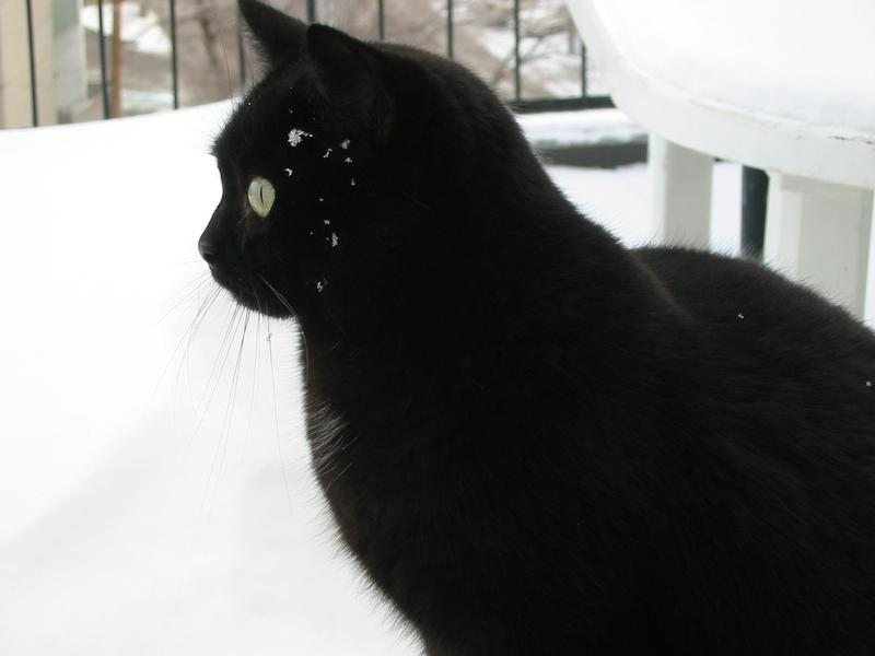 Chat noir dans la neige — Hôpital Vétérinaire Duvernay