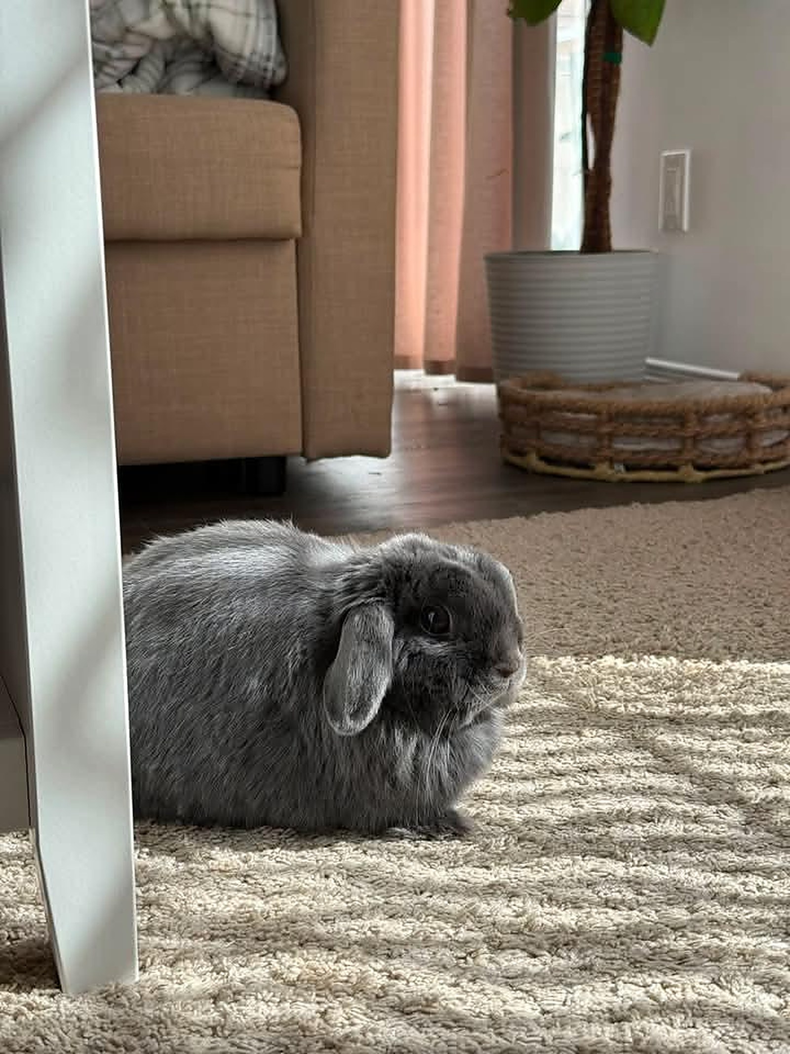 Lapin — Hôpital Vétérinaire Duvernay