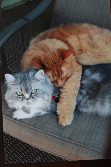 Deux chats — Hôpital Vétérinaire Duvernay