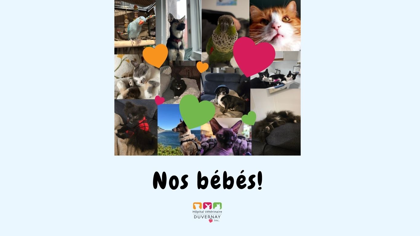 Nos bébés!