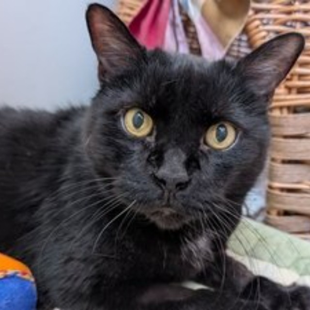 Scapin